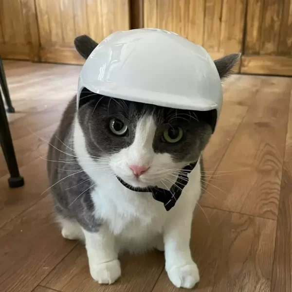 ​ ​ Casque réglable pour animaux de compagnie certifié CE avec lunettes de soleil UV pour chiens et chats-équipement de sécurité de voyage/vélo protection extérieure légère – Image 4