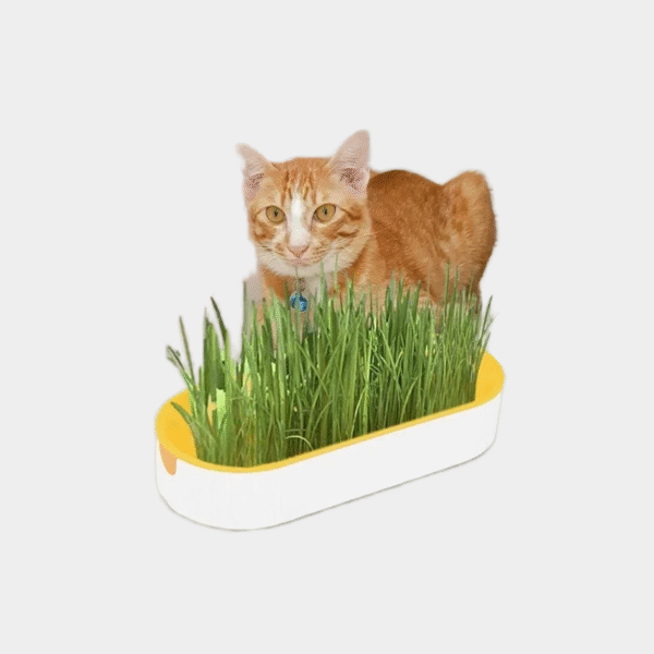 Caja de herb hidropónica para gatos, golosinas para gatos, hierba gatera, plantación hidropónica sin suelo